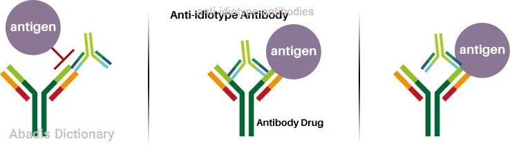 anti idiotype antibodies